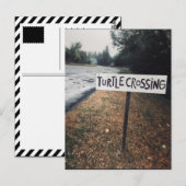 kruising van schildpad briefkaart (Voorkant / Achterkant)