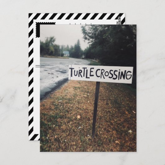 kruising van schildpad briefkaart (Voorkant / Achterkant)