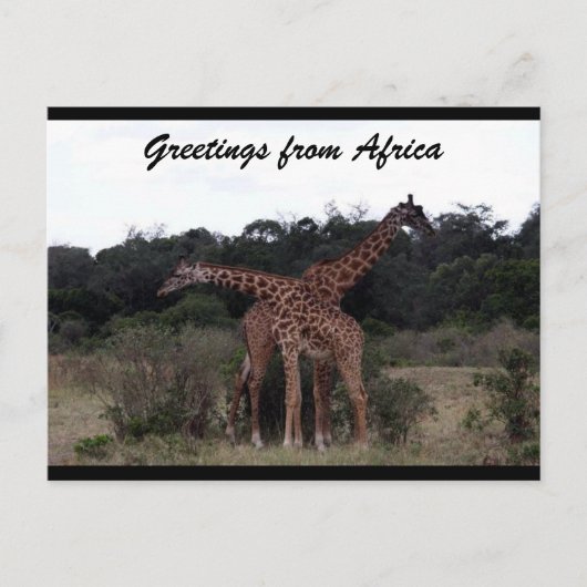 kruisliefde tussen giraffen briefkaart (Voorkant)