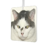 Kruisogen kat en vlieg luchtverfrisser (Links)