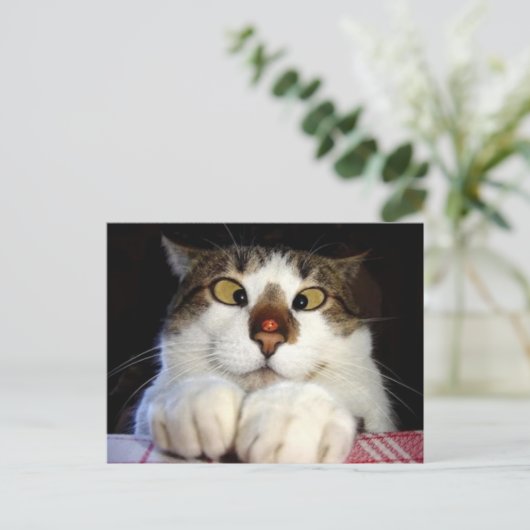 Kruisoogkat en luivogel briefkaart (Staand voorkant)