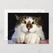 Kruisoogkat en luivogel briefkaart (Voorkant / Achterkant)