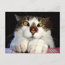 Kruisoogkat en luivogel briefkaart