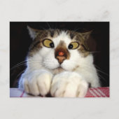 Kruisoogkat en luivogel briefkaart (Voorkant)