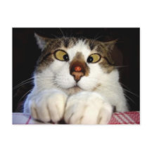 Kruisoogkat en luivogel