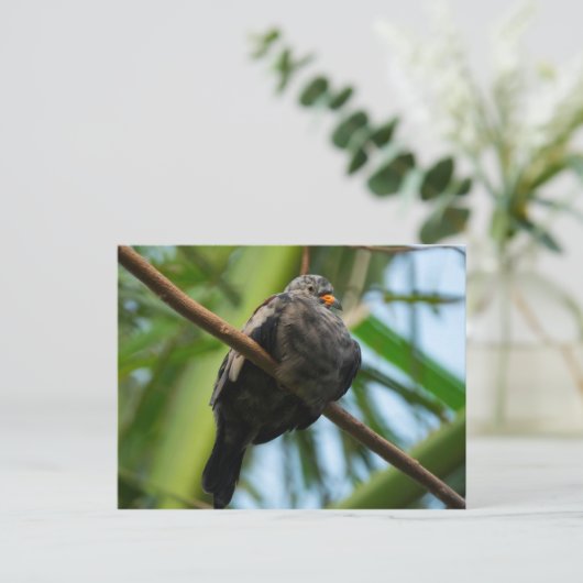 Kruispuntduif Briefkaart (Staand voorkant)