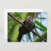 Kruispuntduif Briefkaart (Voorkant / Achterkant)