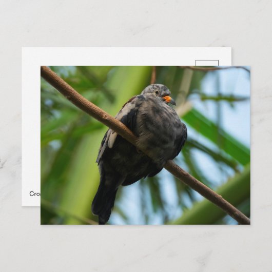 Kruispuntduif Briefkaart (Voorkant / Achterkant)