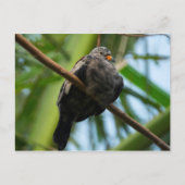 Kruispuntduif Briefkaart (Voorkant)