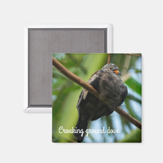 Kruispuntduif Magneet (Voorkant / Achterkant)