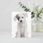 Kruispuppy (2 maanden oud) briefkaart (Staand voorkant)