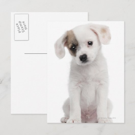 Kruispuppy (2 maanden oud) briefkaart (Voorkant / Achterkant)
