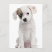 Kruispuppy (2 maanden oud) briefkaart (Voorkant)