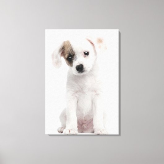Kruispuppy (2 maanden oud) canvas afdruk (Voorkant)