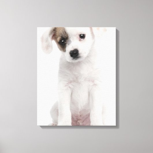 Kruispuppy (2 maanden oud) canvas afdruk (Voorkant)