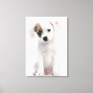 Kruispuppy (2 maanden oud) canvas afdruk