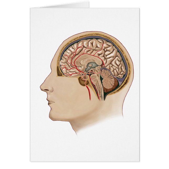 Kruissectie van de hersenen met slagaders (Voorkant)