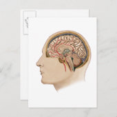 Kruissectie van de hersenen met slagaders briefkaart (Voorkant / Achterkant)