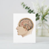 Kruissectie van de hersenen met slagaders briefkaart (Staand voorkant)