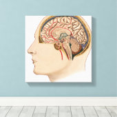 Kruissectie van de hersenen met slagaders canvas afdruk (Insitu (Houten vloer))