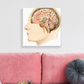 Kruissectie van de hersenen met slagaders canvas afdruk (Insitu (Woonkamer))