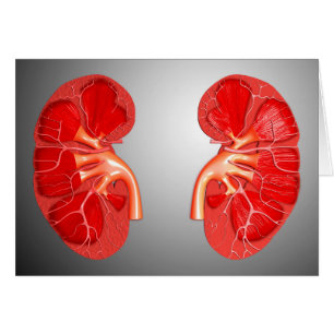 Kruissectie van de menselijke nier