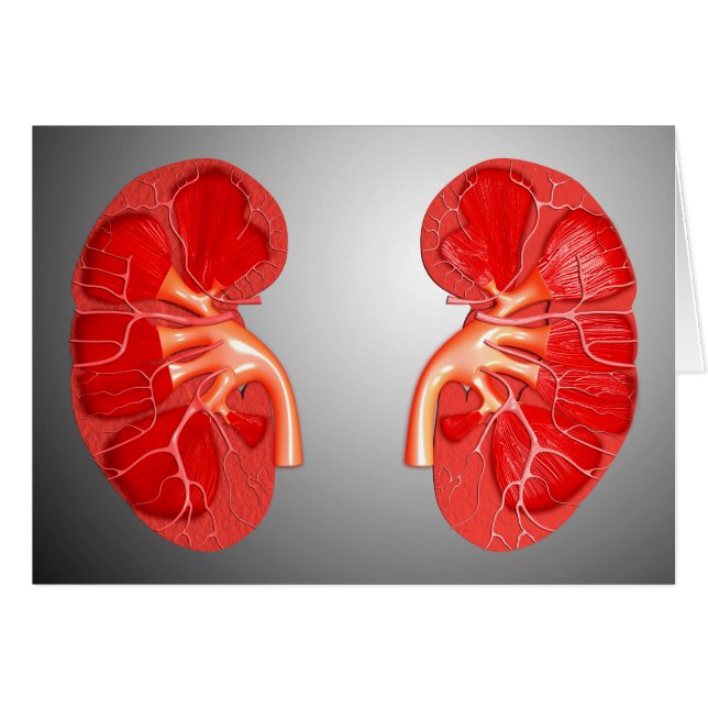 Kruissectie van de menselijke nier (Voorkant Horizontaal)