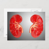 Kruissectie van de menselijke nier briefkaart (Voorkant / Achterkant)