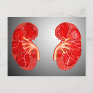 Kruissectie van de menselijke nier briefkaart