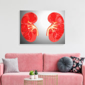 Kruissectie van de menselijke nier canvas afdruk (Insitu (Woonkamer))