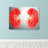 Kruissectie van de menselijke nier canvas afdruk (Insitu (Houten vloer))