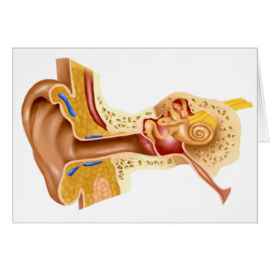 Kruissectie van de menselijke oor