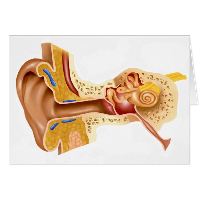 Kruissectie van de menselijke oor (Voorkant Horizontaal)