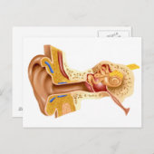 Kruissectie van de menselijke oor briefkaart (Voorkant / Achterkant)