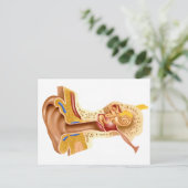 Kruissectie van de menselijke oor briefkaart (Staand voorkant)