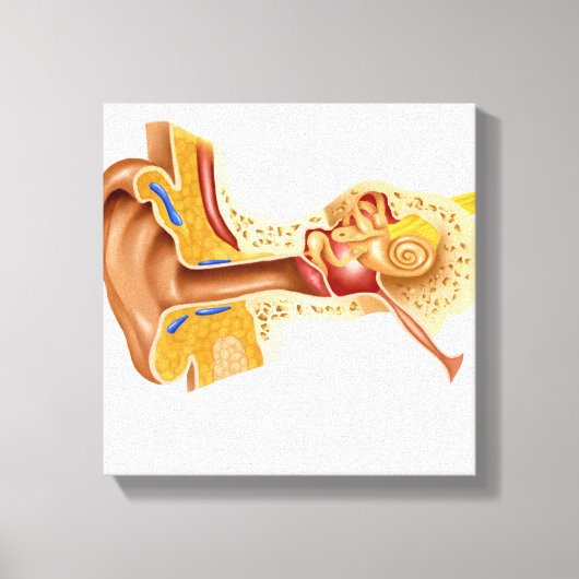 Kruissectie van de menselijke oor canvas afdruk (Voorkant)