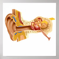 Kruissectie van de menselijke oor
