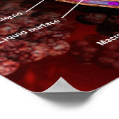 Kruissectie van een alveoli in de menselijke longe poster (Hoek)