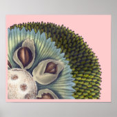 Kruissectie van een Breadfruit - Tropische voeding Poster (Voorkant)