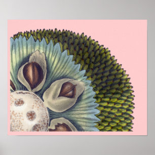 Kruissectie van een Breadfruit - Tropische voeding Poster