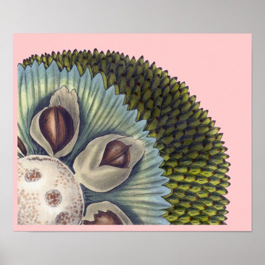 Kruissectie van een Breadfruit - Tropische voeding Poster (Voorkant)