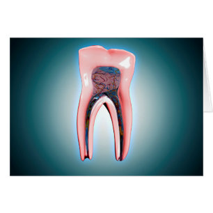 Kruissectie van een menselijke tand