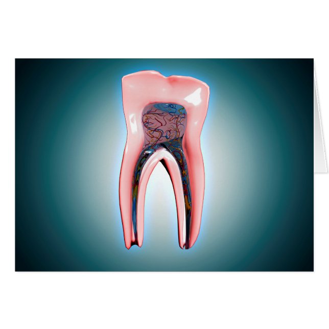 Kruissectie van een menselijke tand (Voorkant Horizontaal)