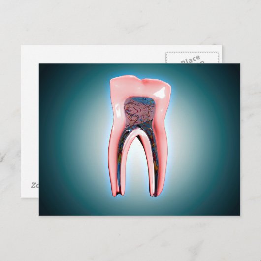 Kruissectie van een menselijke tand briefkaart (Voorkant / Achterkant)