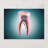 Kruissectie van een menselijke tand briefkaart (Voorkant)