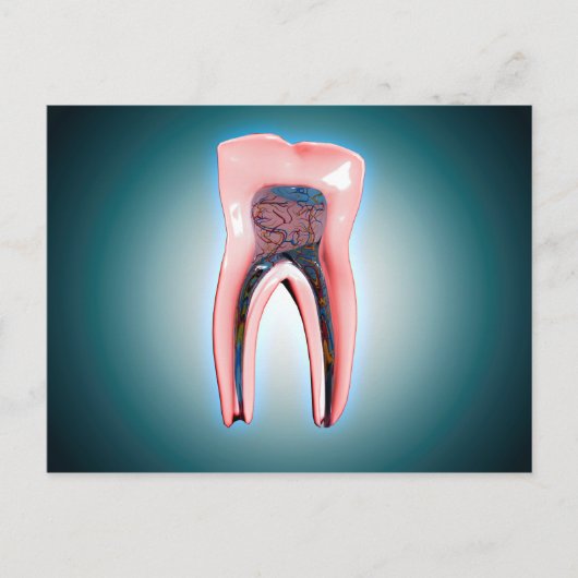 Kruissectie van een menselijke tand briefkaart (Voorkant)