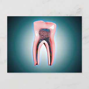 Kruissectie van een menselijke tand briefkaart