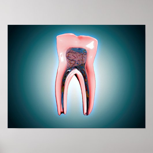Kruissectie van een menselijke tand poster (Voorkant)