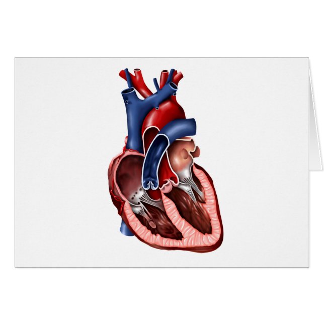 Kruissectie van het menselijk hart (Voorkant Horizontaal)