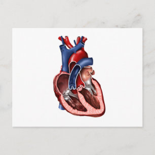 Kruissectie van het menselijk hart briefkaart